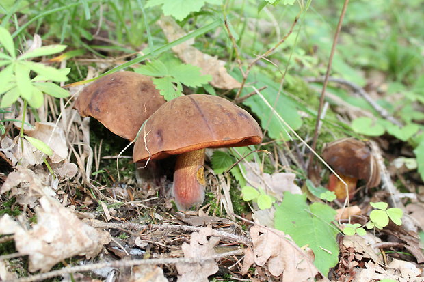 hríb zrnitohlúbikový Sutorius luridiformis (Rostk.) G. Wu & Zhu L. Yang