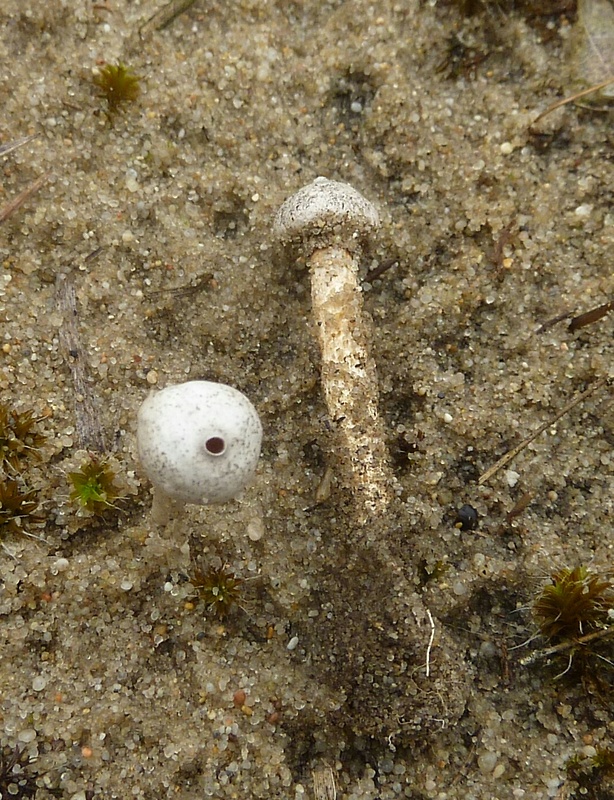 stopkovec Kotlabov Tulostoma kotlabae Pouzar