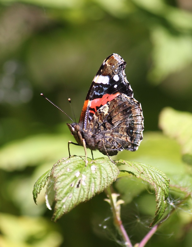 babôčka admirálska Vanessa atalanta