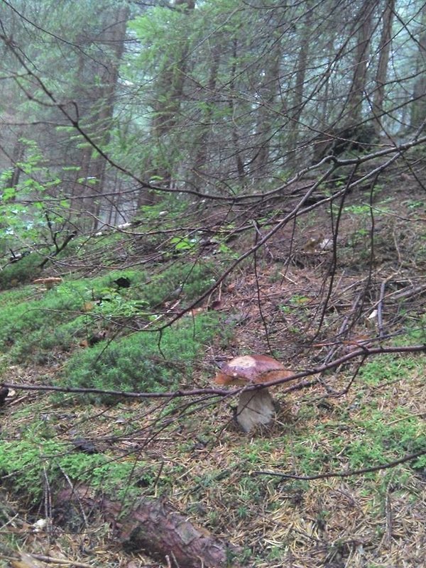 hríb smrekový Boletus edulis Bull.