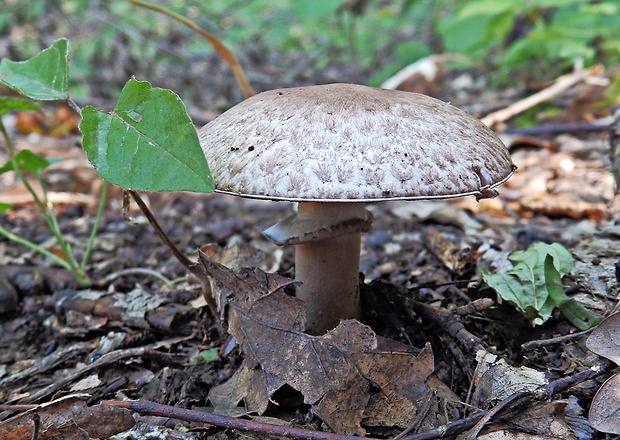 pečiarka hnedopurpurová Agaricus porphyrizon P.D. Orton