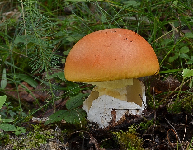 muchotrávka cisárska Amanita caesarea (Scop.) Pers.