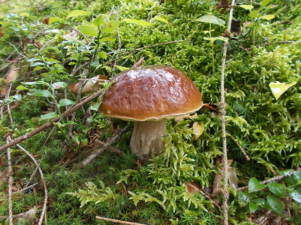 hríb smrekový Boletus edulis Bull.