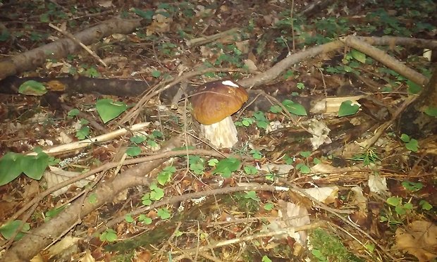 hríb smrekový Boletus edulis Bull.