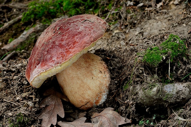 hríb sosnový Boletus pinophilus Pil. et Dermek in Pil.