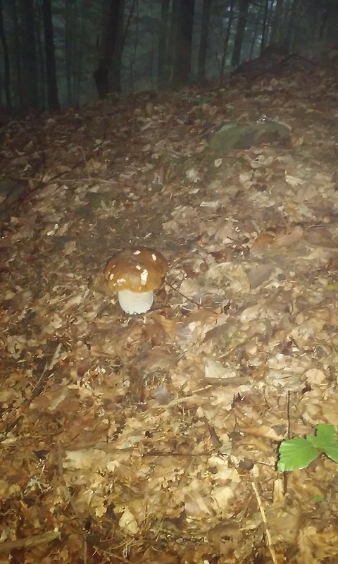 hríb Boletus sp.