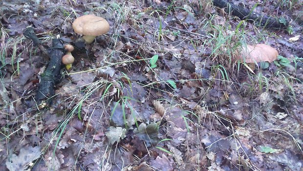 hríb kráľovský Butyriboletus regius (Krombh.) D. Arora & J.L. Frank