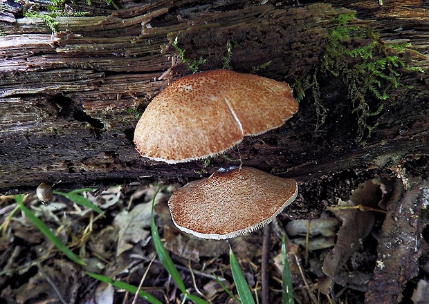 pahliva šafranová Crepidotus crocophyllus (Berk.) Sacc.