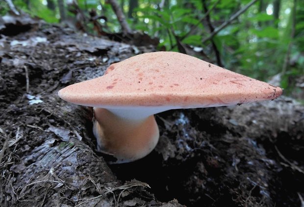 pečeňovec dubový Fistulina hepatica (Schaeff.) With.