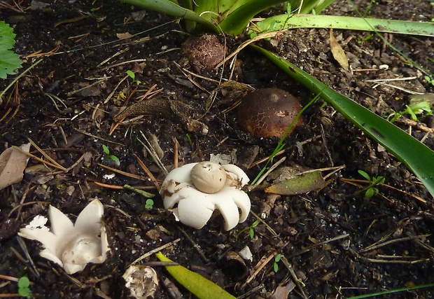 hviezdovka strapkatá Geastrum fimbriatum Fr.