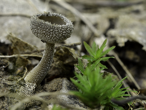 chriapač Helvella sp.