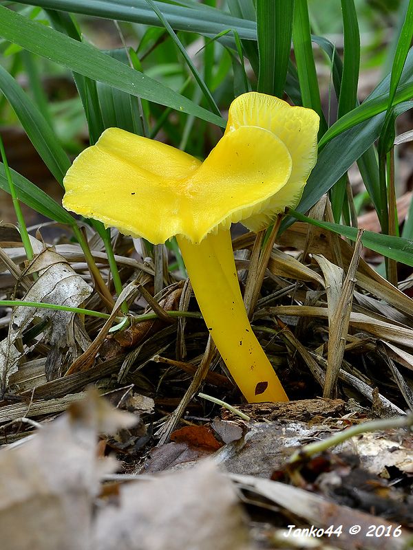 lúčnica citrónovožltá Hygrocybe chlorophana (Fr.) Wünsche