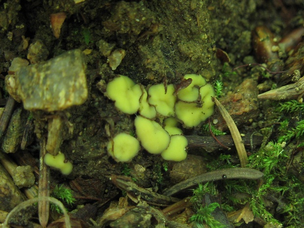 šošovka žltá Podophacidium xanthomelum (Pers.) Kavina