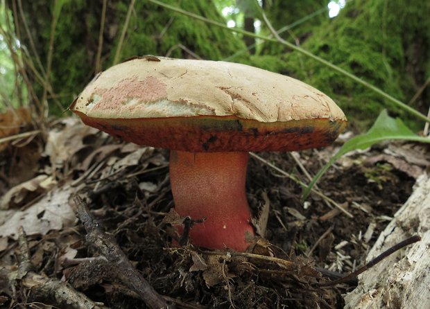 hríb purpurový Rubroboletus rhodoxanthus Kuan Zhao &amp; Zhu L. Yang