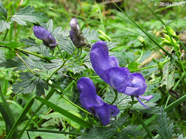 prilbica pestrá Aconitum variegatum L.