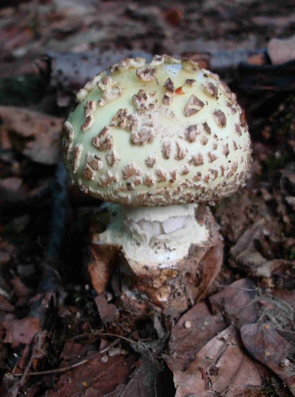 muchotrávka citrónovožltá Amanita citrina Pers.