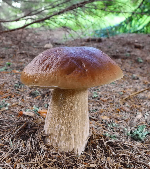 hríb smrekový Boletus edulis Bull.