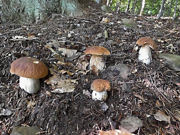 hríb smrekový Boletus edulis Bull.