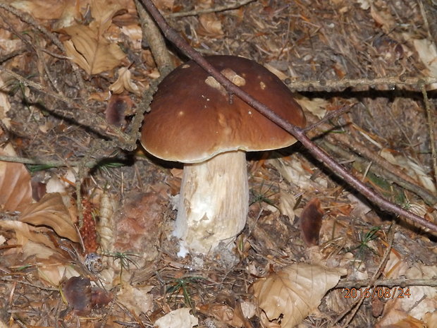 hríb smrekový Boletus edulis Bull.