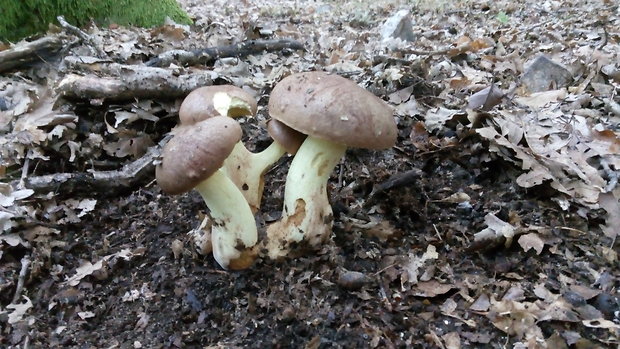 hríb príveskatý Butyriboletus appendiculatus (Schaeff. ex Fr.) Secr.