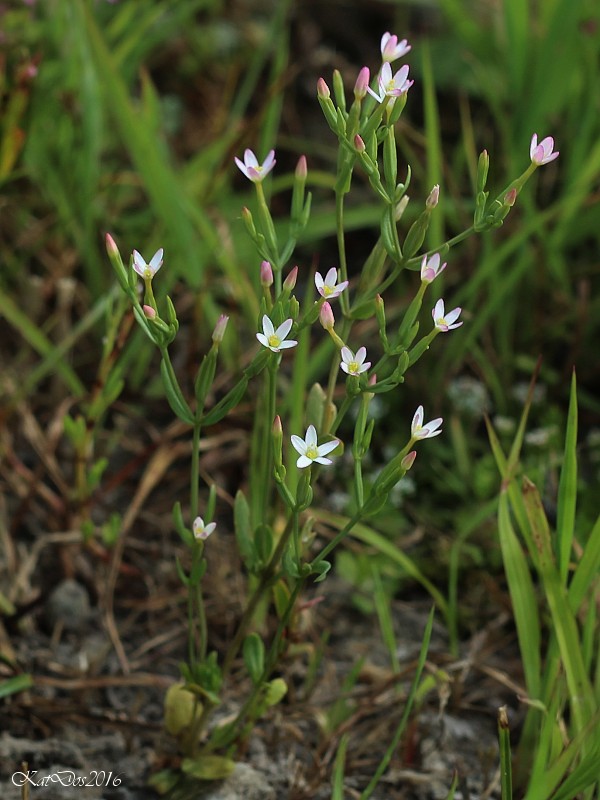 zemežlč spanilá Centaurium pulchellum (Sw.) Druce