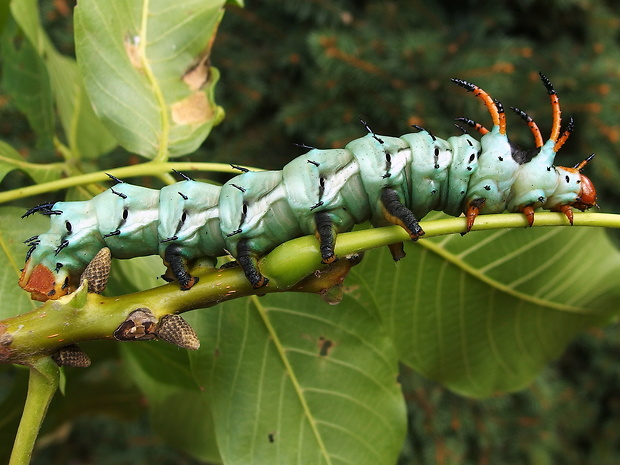 okáň   Citheronia regalis