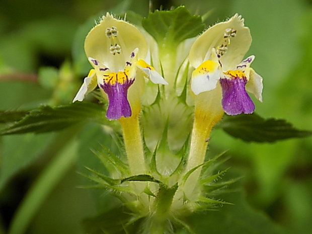 konopnica úhľadná Galeopsis speciosa Mill.