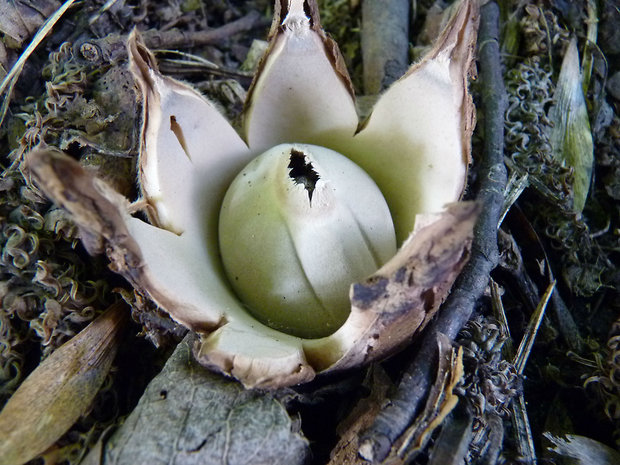 hviezdovka trojitá Geastrum triplex Jungh.