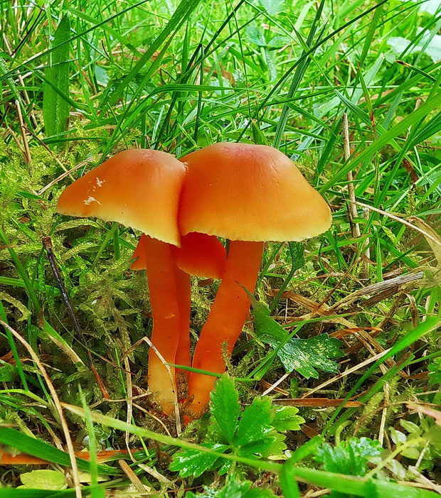 lúčnica Reidova Hygrocybe reidii Kühner