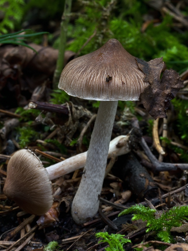 vláknica Inocybe striata Bres.