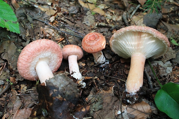 rýdzik kravský Lactarius torminosus (Schaeff.) Gray