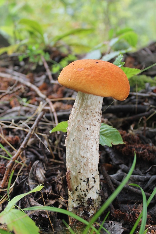 kozák osikový Leccinum albostipitatum den Bakker & Noordel.