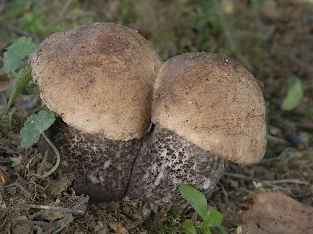 kozák brezový Leccinum scabrum (Bull.) Gray