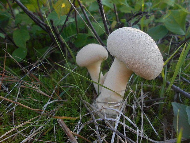 rozpadavec stopkatý Lycoperdon excipuliforme (Scop.) Pers.