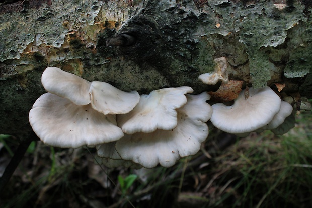 hliva buková Pleurotus pulmonarius (Fr.) Quél.