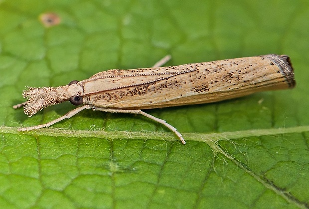 trávovec prúžkatý Agriphila inquinatella