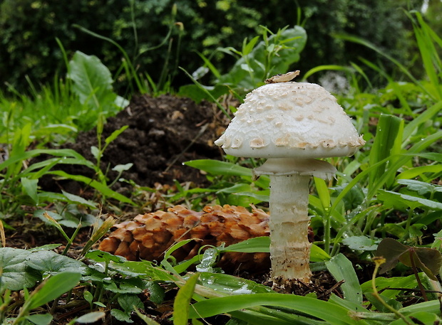 muchotrávka Vittadiniho Amanita vittadinii (Moretti) Vittad.