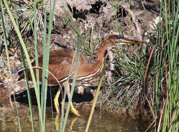 volavka purpurova Ardea purpurea