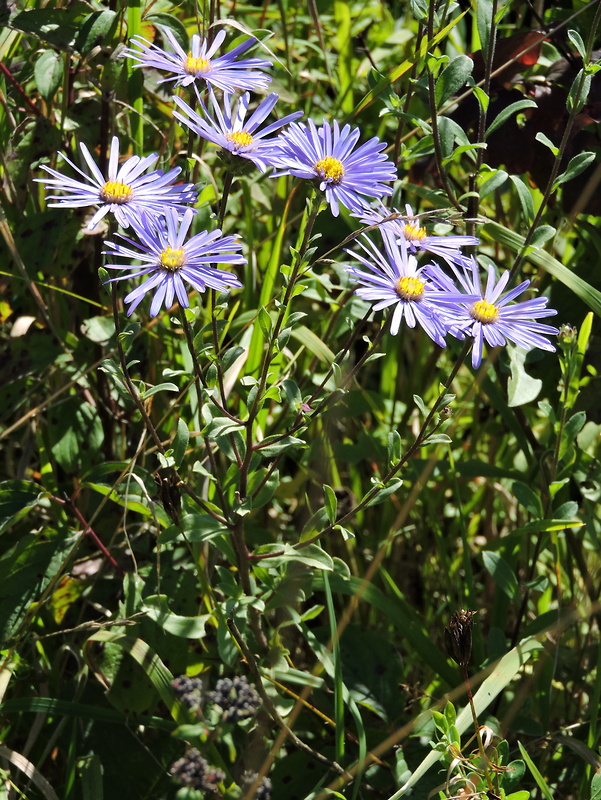 astra spišská Aster amelloides Besser