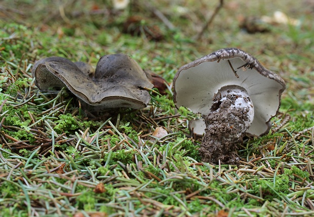 hrboľnačka černastá Boletopsis leucomelaena (Pers.) Fayod