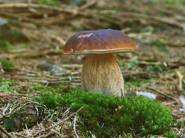 hríb smrekový Boletus edulis Bull.