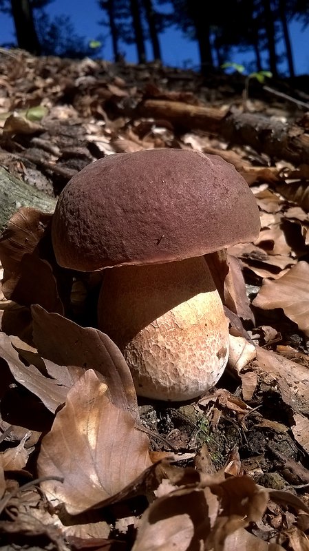 hríb sosnový Boletus pinophilus Pil. et Dermek in Pil.