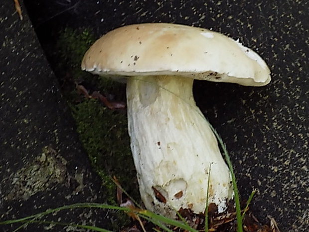 hríb dubový Boletus reticulatus Schaeff.