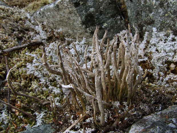 dutohlávka Cladonia cornuta (L.) Hoffm.
