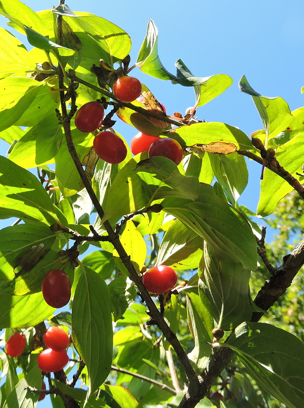 drieň obyčajný Cornus mas L.