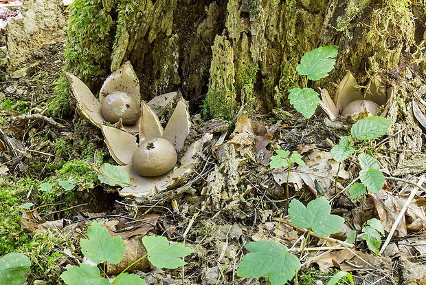 hviezdovka červenkastá Geastrum rufescens Pers.