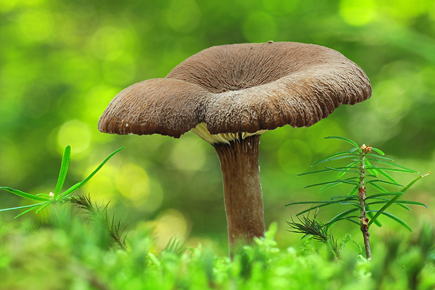 rýdzik čiernozamatový Lactarius lignyotus Fr.