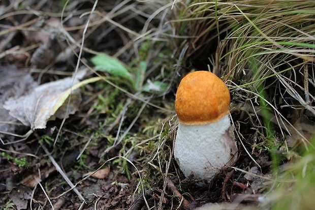 kozák osikový Leccinum albostipitatum den Bakker & Noordel.