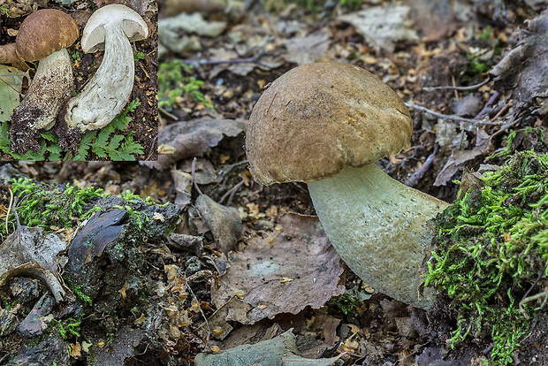 kozák Leccinum sp.