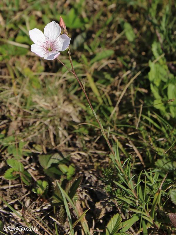 ľan tenkolistý Linum tenuifolium L.